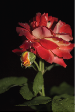 Crispy Sharp Rosebudblm