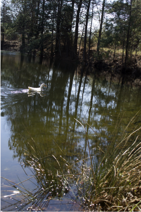 Duck Pond Island