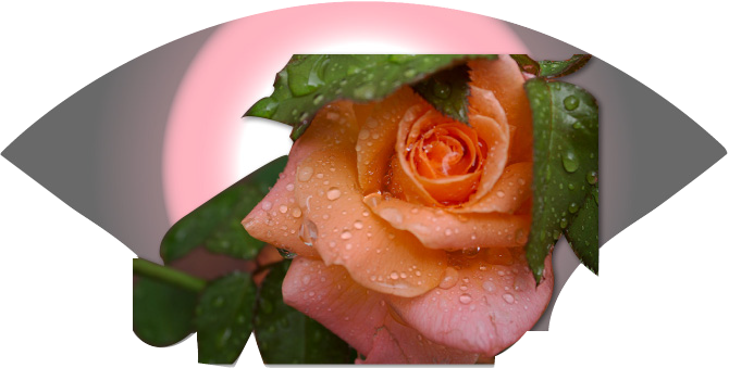 Eye Dew Rose