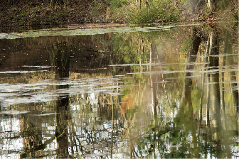 Glazed Pond Reflection