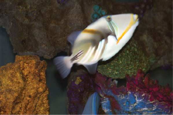 Multi-Color Fish