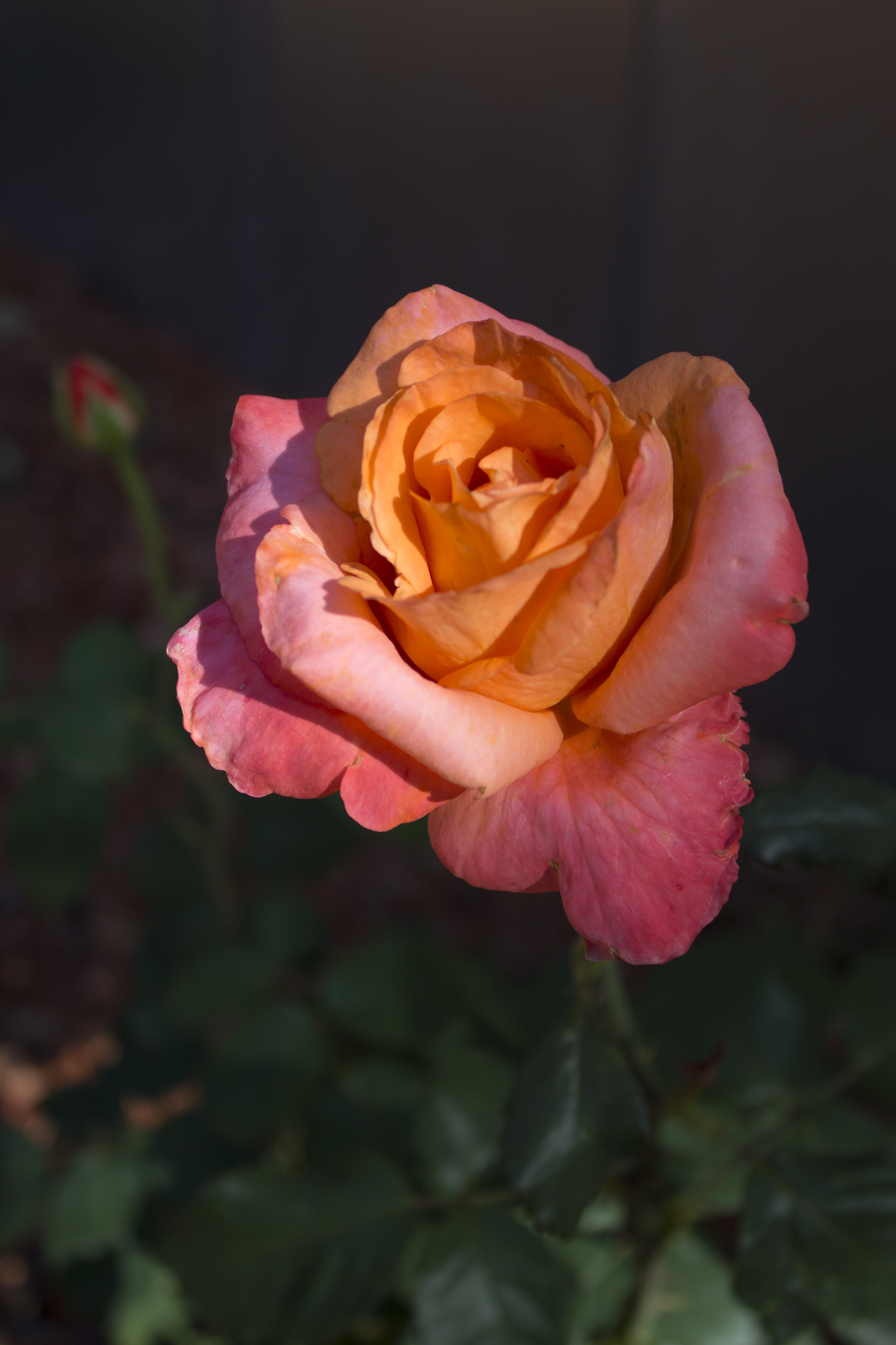 Multi Color Rose