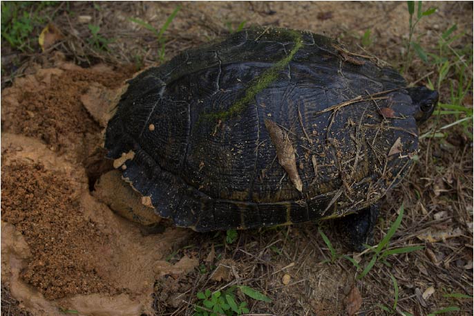 Nesting Turtle3