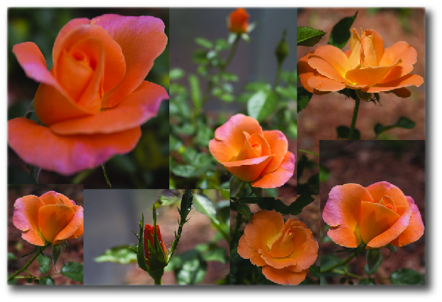 Peach Rose Blooms