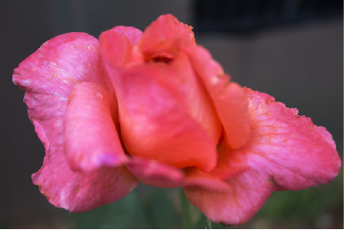 Pink Rose Bud