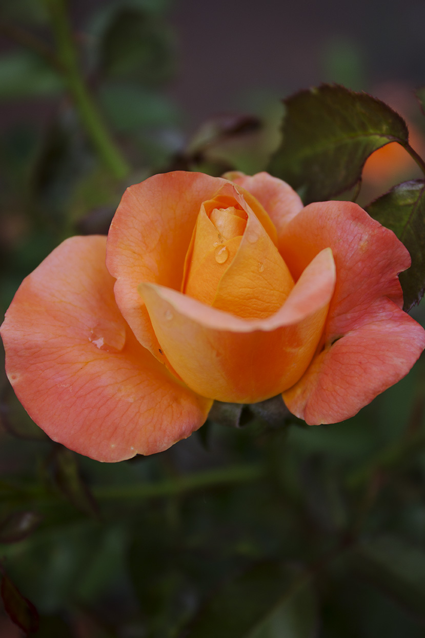 Radiant Rose