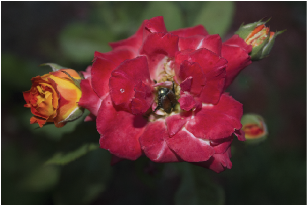 Rose Bug Abundance