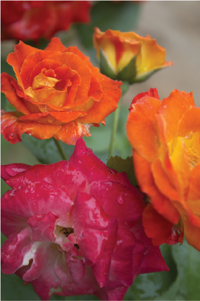 Rose Photo Painting
