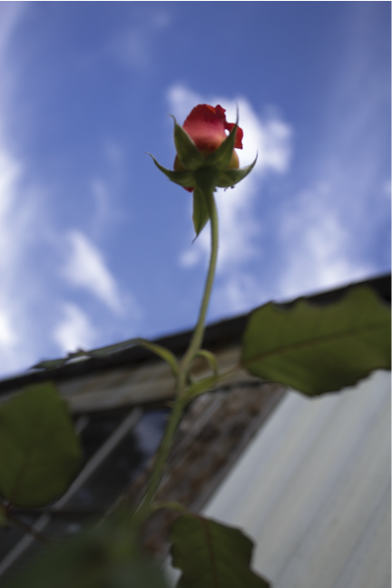 Sky Rose