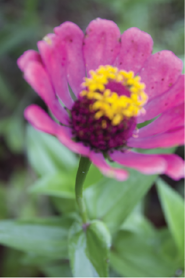 Unique Flower