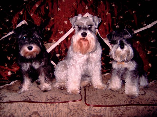 Charlie, Edie and Roxxi