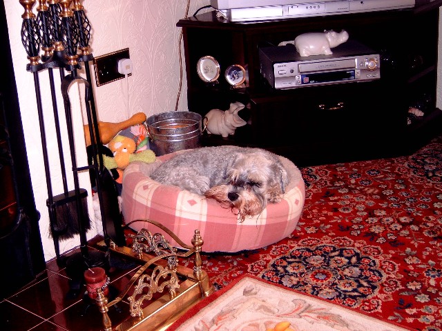 It's a dogs life!