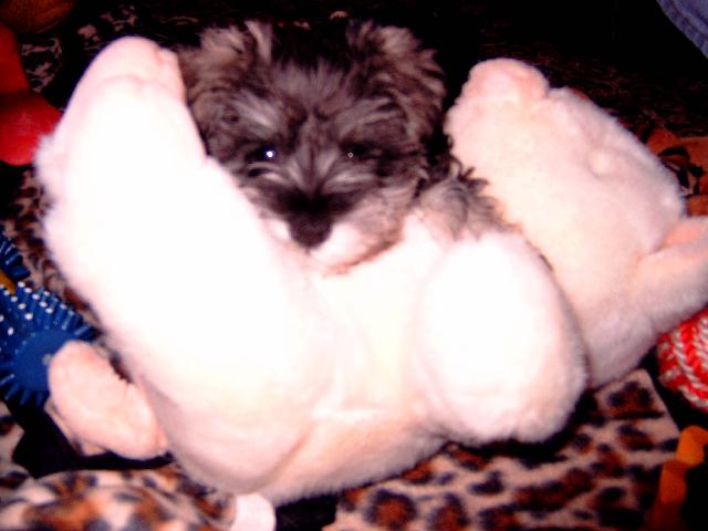 me and my pig