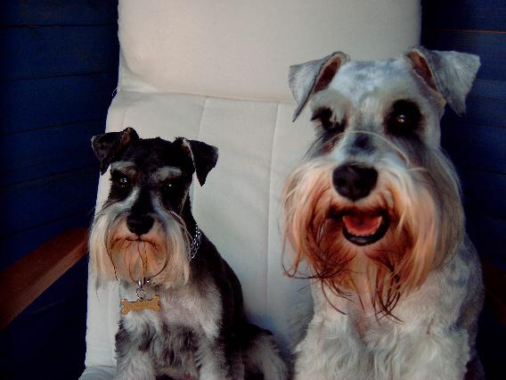 Our new fur cut