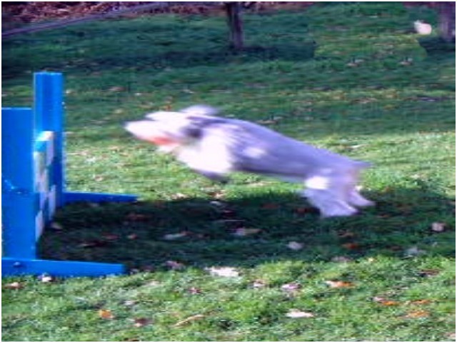 Schnauzer in flight