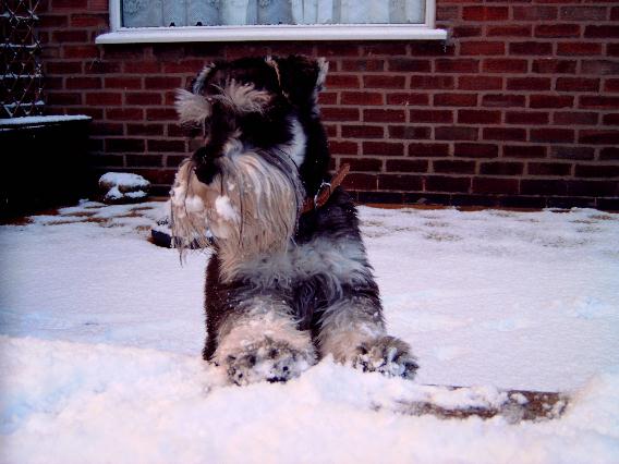 Who's throwing the snowballs?