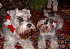 Not the Christmas collars again!