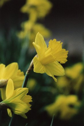 Springtime
