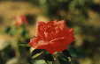 Red Rose