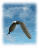aguia16.gif