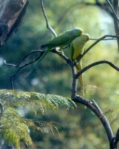 Roseringed Parakeets