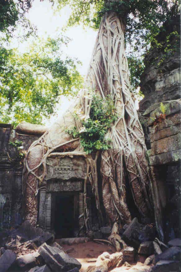 Figtree at Angkor