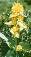 Genciana