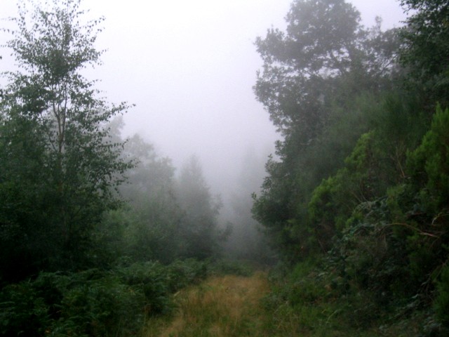 Camino de la bra�a