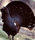 Urogallo