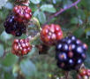 Moras