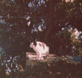 Image 23 of 30  -  27 kB