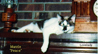 Image 17 of 30  -  48 kB