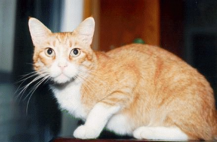 Image 28 of 30  -  34 kB