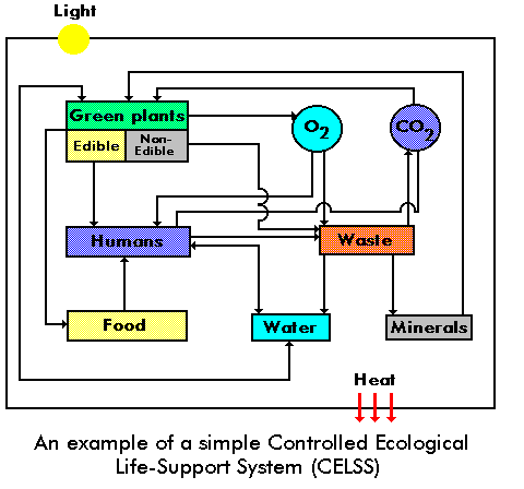 An example of a simple 'controlled ecological life support system' (CELSS)