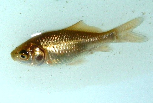 New gold fish fry 2.5 cm in length