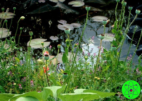A file image of Lake Europa