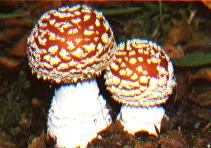amanita.JPG (11285 bytes)