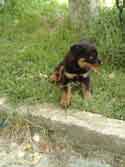 Besy