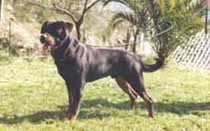 Xari