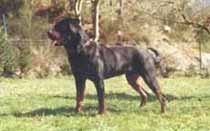 Xari