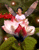 xarliefairy.gif (2803 bytes)