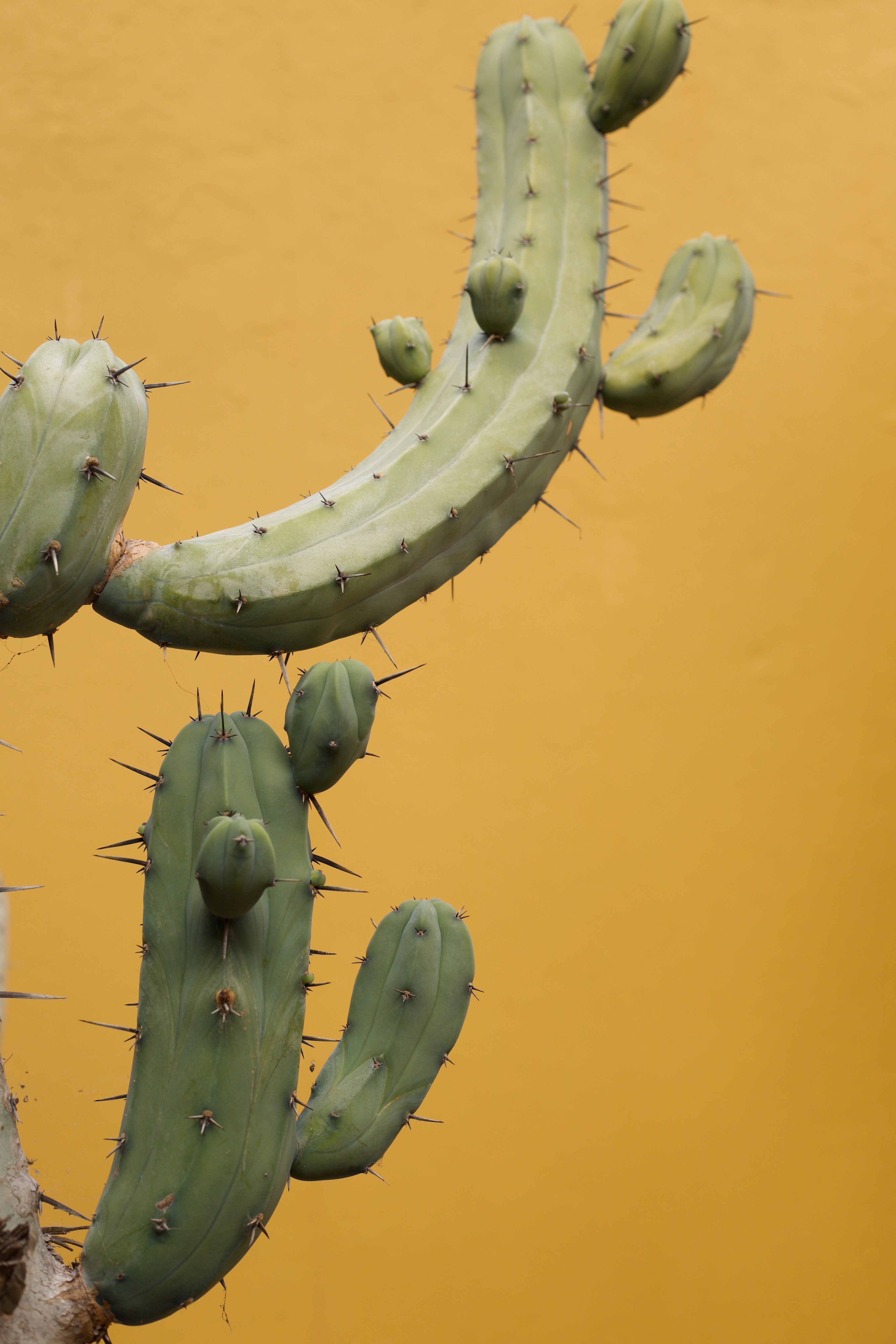 yellow cactus