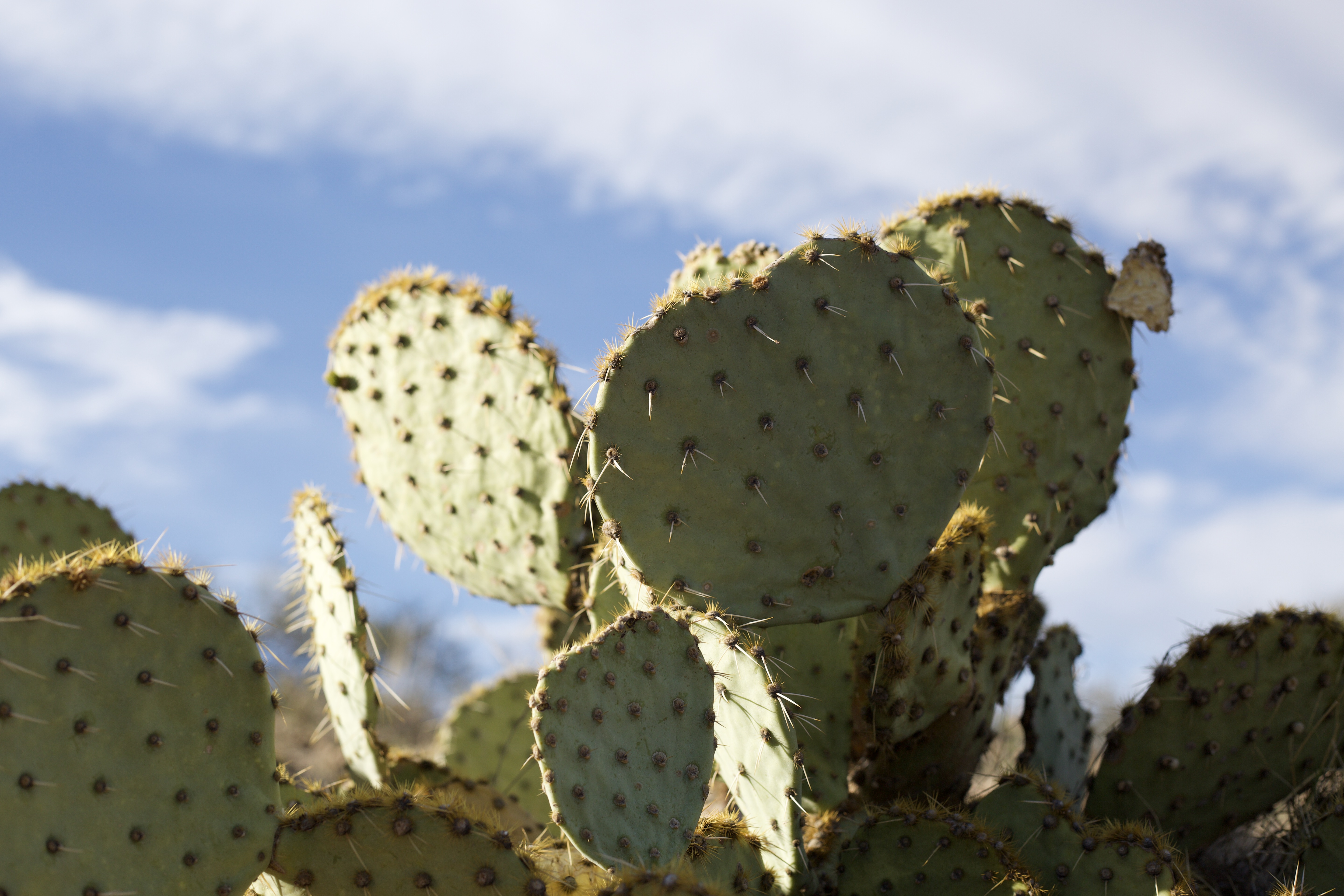 cactus on the road