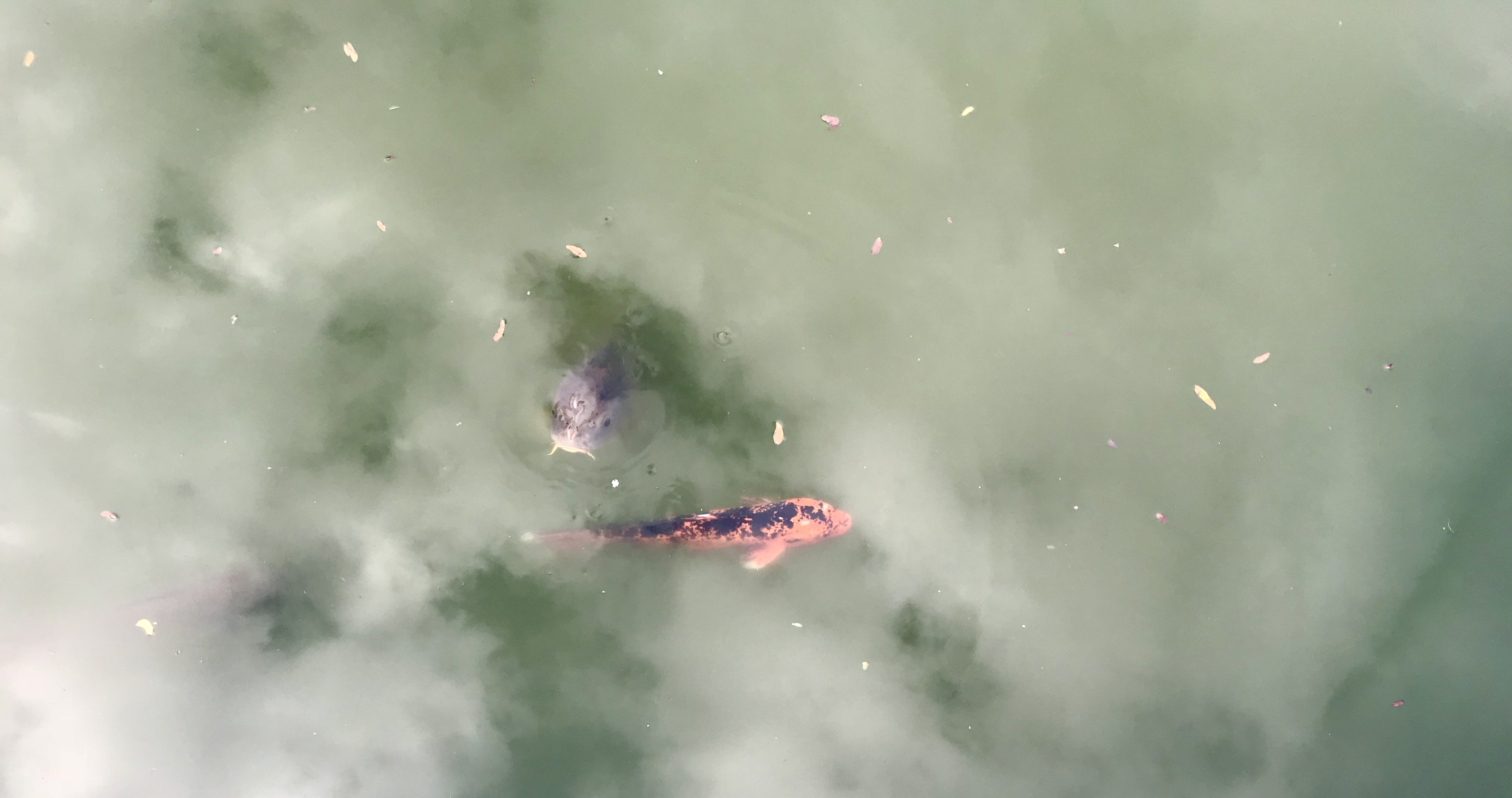 fish in pond