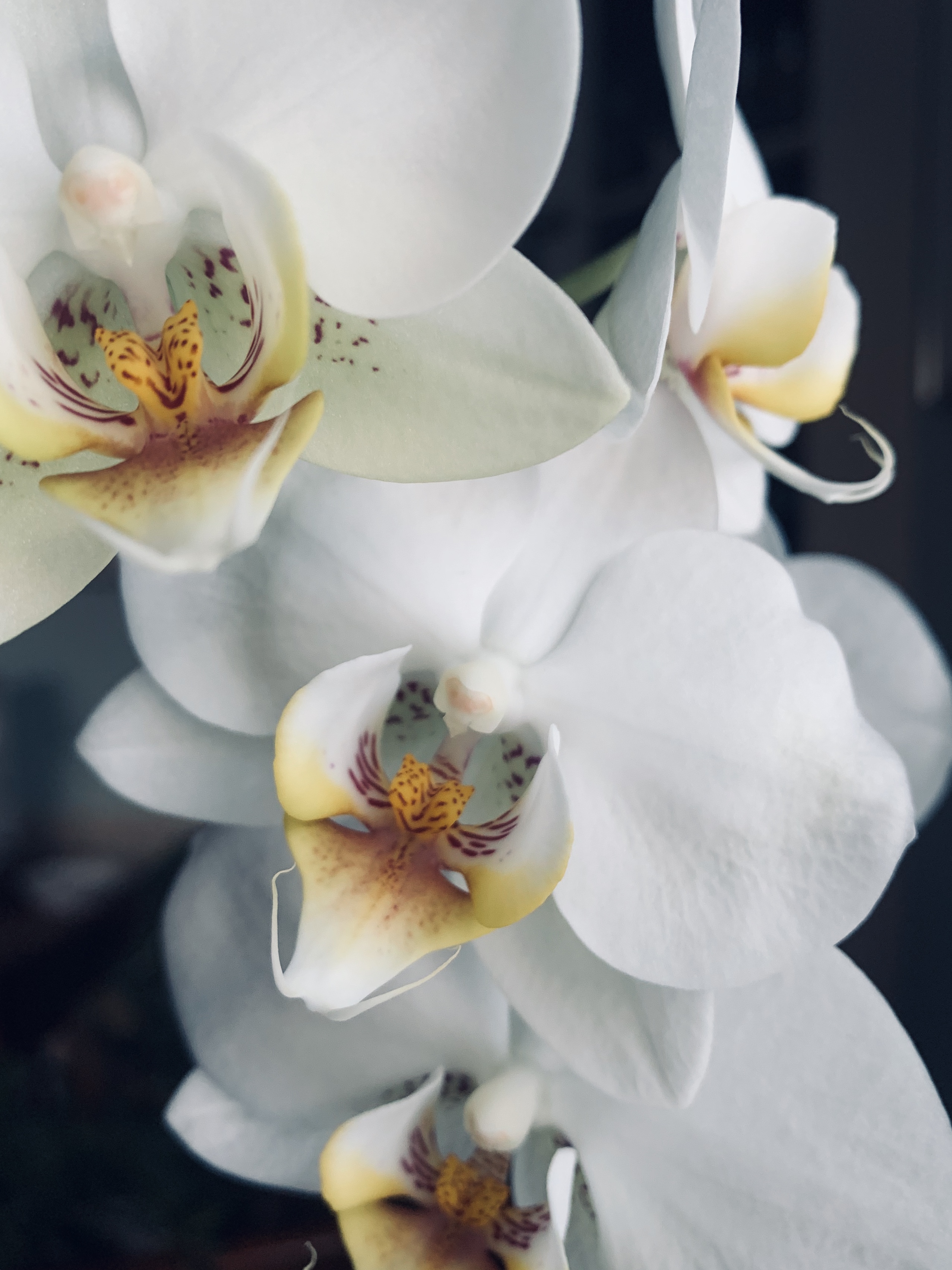 orchid