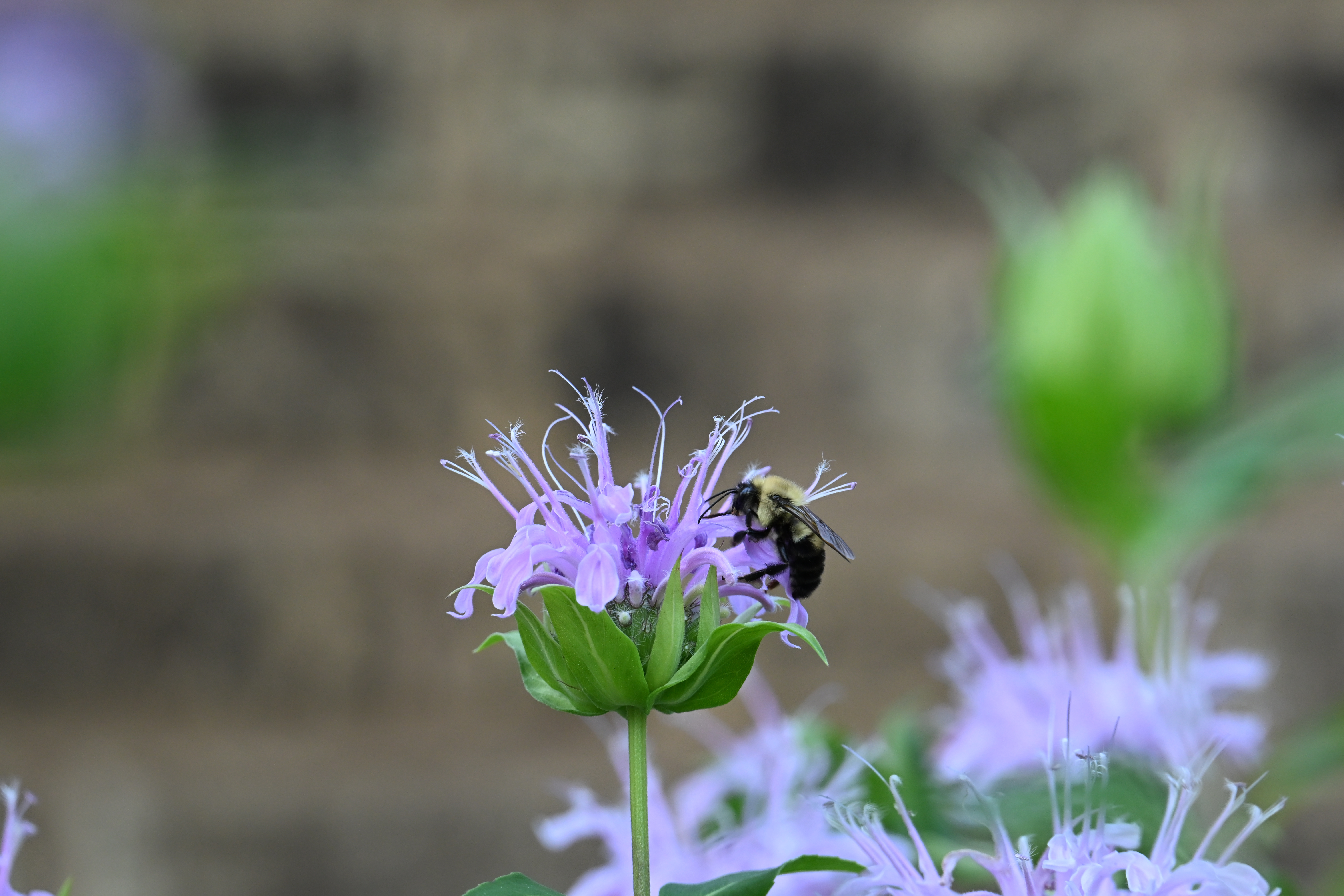 Bumblebee with yellow fur
