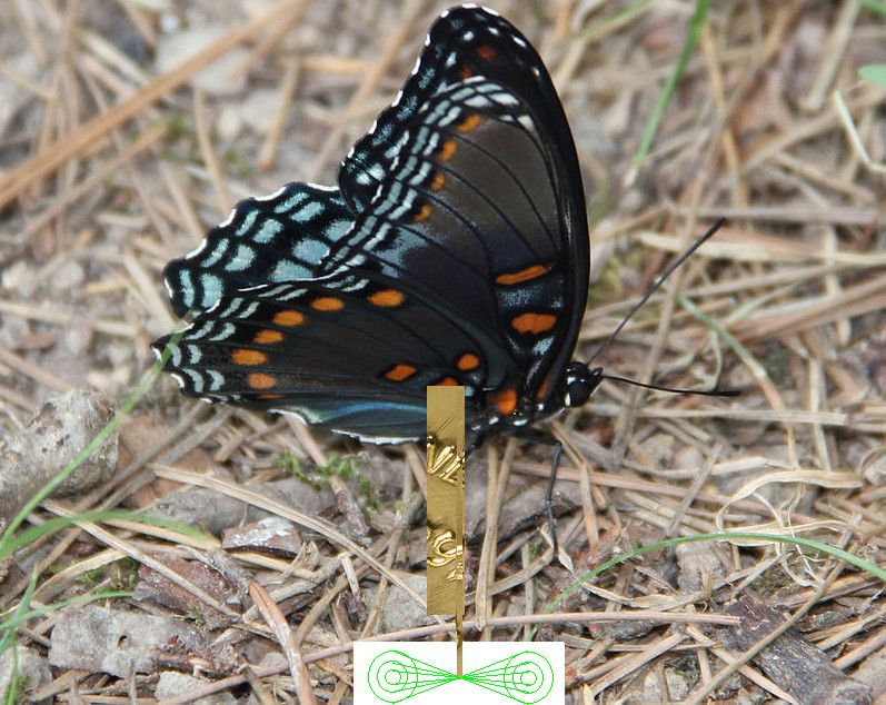 Red spotted purple phase drain