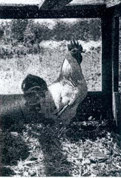 5a