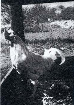 6a