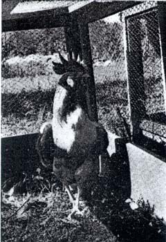 7a